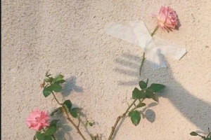 2020成都米亞醫(yī)療美容診所整形價格表(價目表)全新發(fā)布