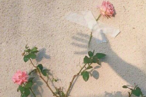 2020成都菲格醫(yī)療美容門(mén)診部整形價(jià)格表(價(jià)目表)全新發(fā)布