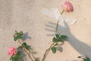 2020成都熙之醫(yī)學(xué)美容門診部整形價格表(價目表)全新發(fā)布