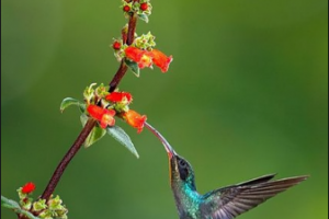 2020內(nèi)蒙古世紀(jì)口腔醫(yī)院整形價格表(價目表)全新發(fā)布